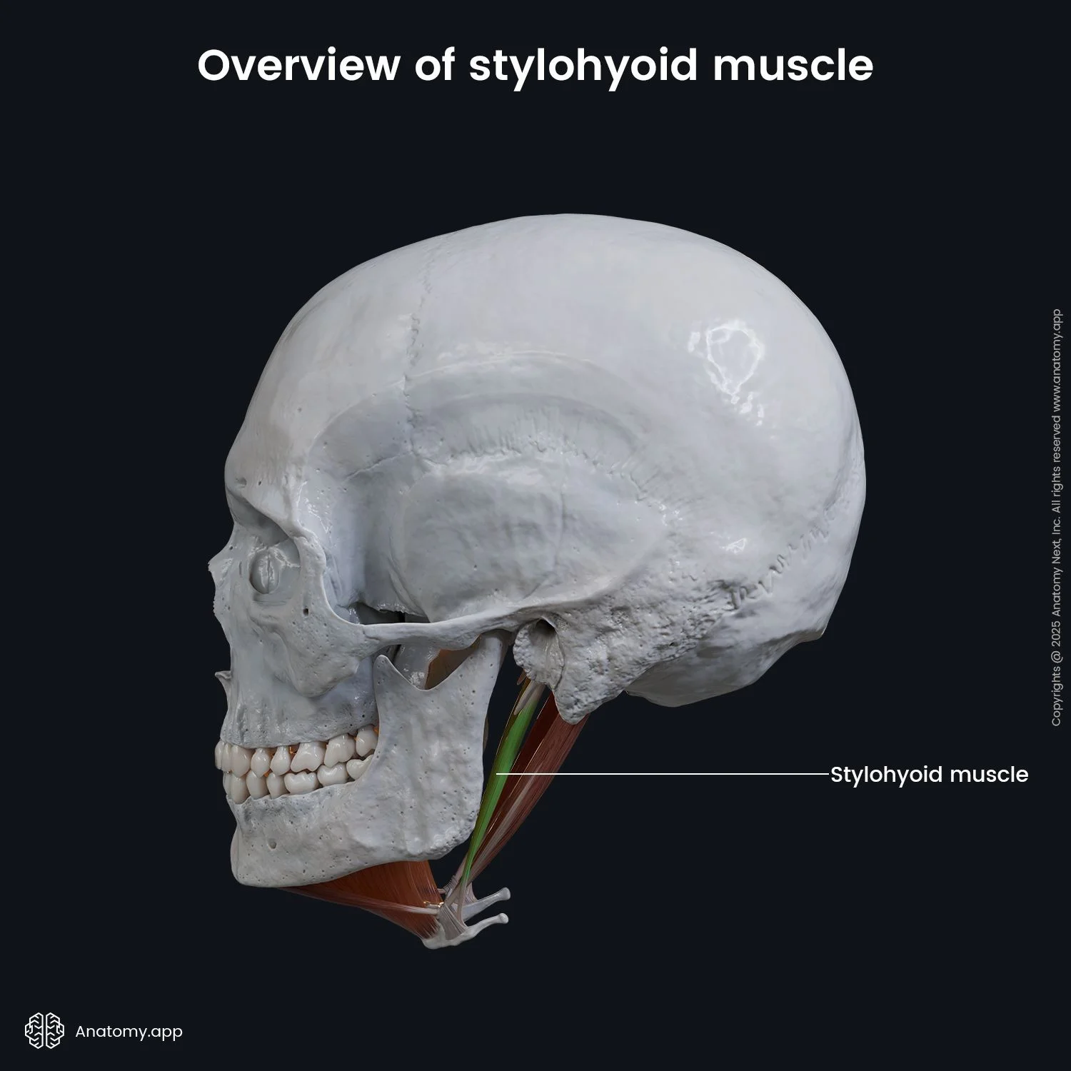 Le muscle stylo-hyoïdien