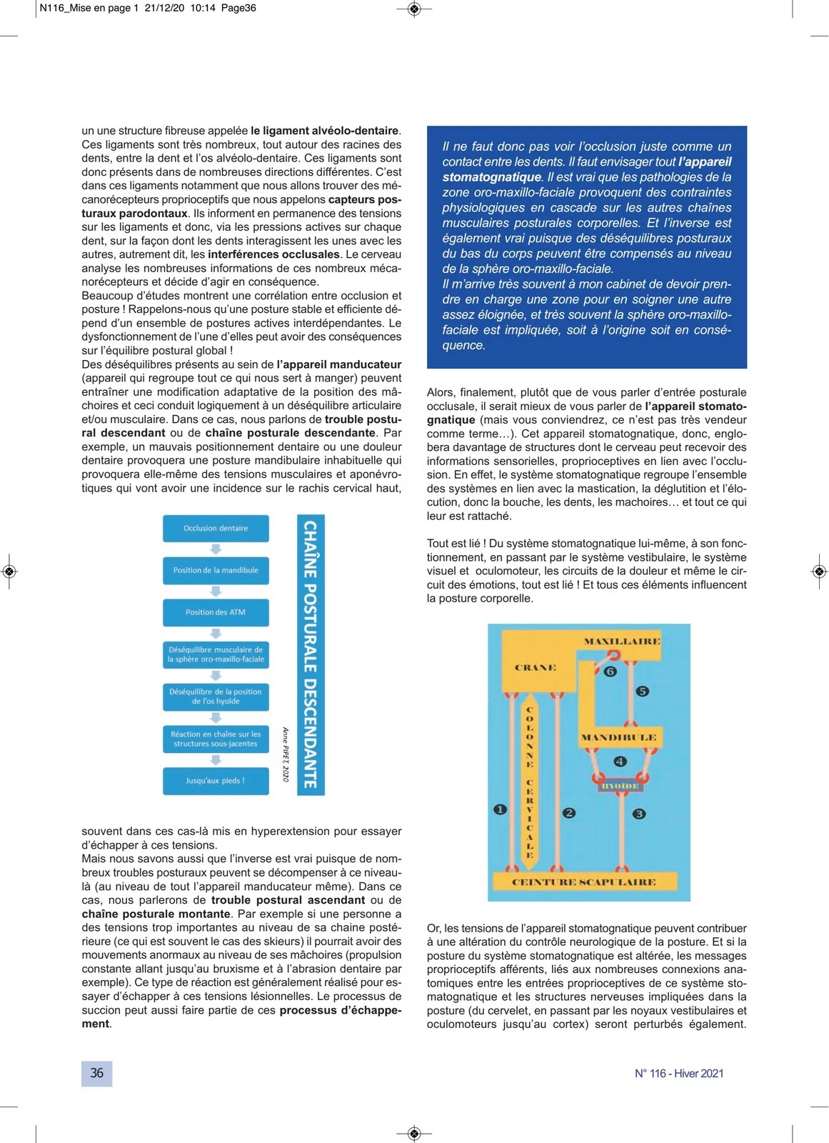 Influence de l'occlusion dentaire sur la posture Article Anne PIPET