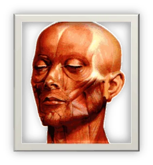 Visioconférence paralysie faciale